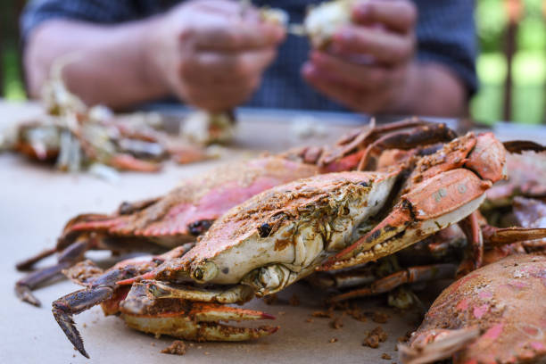 fresh crabs from maryland - peeling - maryland blue crab imagens e fotografias de stock