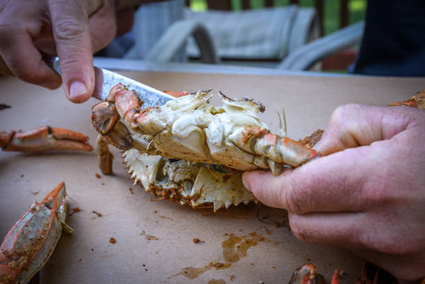 istock Fresh Crabs from Maryland - peeling 1159930131