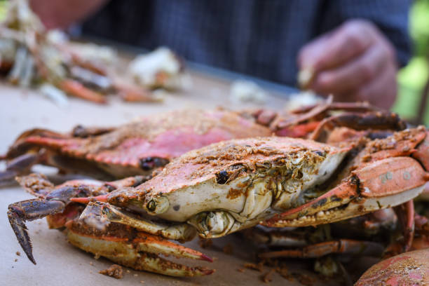 istock Fresh Crabs from Maryland - peeling 1159930140