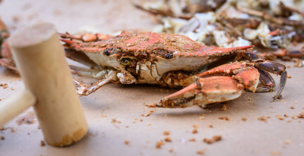 świeże kraby z maryland - peeling - maryland crab blue crab prepared crab zdjęcia i obrazy z banku zdjęć