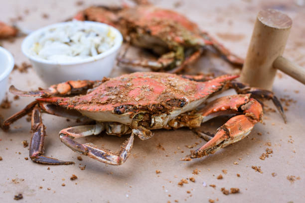 granchi freschi del maryland - peeling - maryland blue crab foto e immagini stock