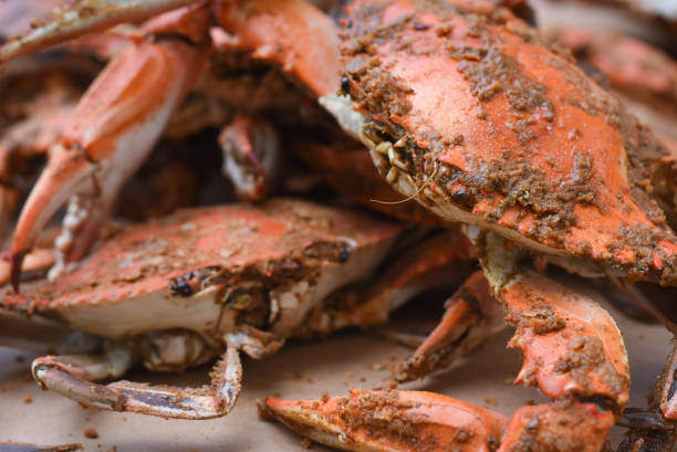 fresh crabs from maryland - peeling - maryland blue crab imagens e fotografias de stock