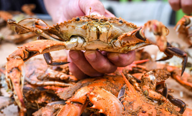 granchi freschi del maryland - peeling - maryland blue crab foto e immagini stock