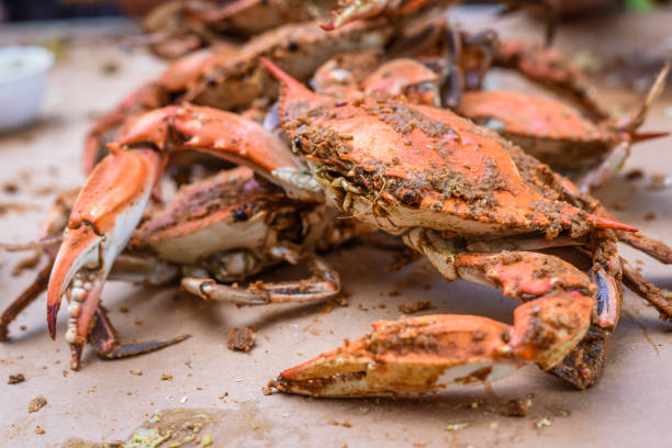 fresh crabs from maryland - peeling - maryland blue crab imagens e fotografias de stock