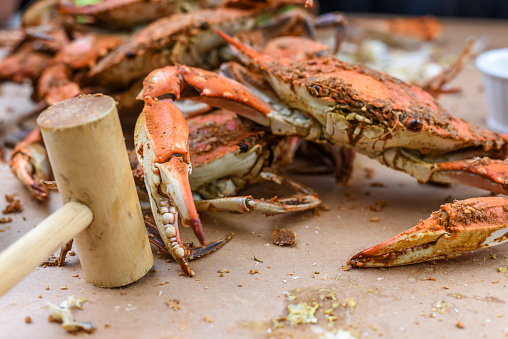 Outdoor shot of peeling fresh Crabs from Maryland, USA