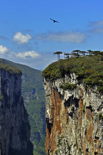 Itaimbezinho Canyon Aparados da Serra, Cambara do Sul, Rio Grande do Sul, Brazil. Big canyon with pines and green vegetation, blue sky, black bird and clouds canyon itaimbezinho rio grande do sul santa catarina southern brazil stock pictures, royalty-free photos & images
