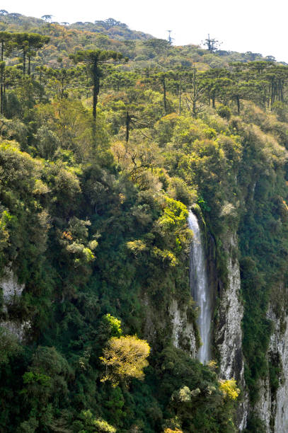 Itaimbezinho Canyon Aparados da Serra, Cambara do Sul, Rio Grande do Sul, Brazil. Big canyon with pines and green vegetation, blue sky and clouds canyon itaimbezinho rio grande do sul santa catarina southern brazil stock pictures, royalty-free photos & images