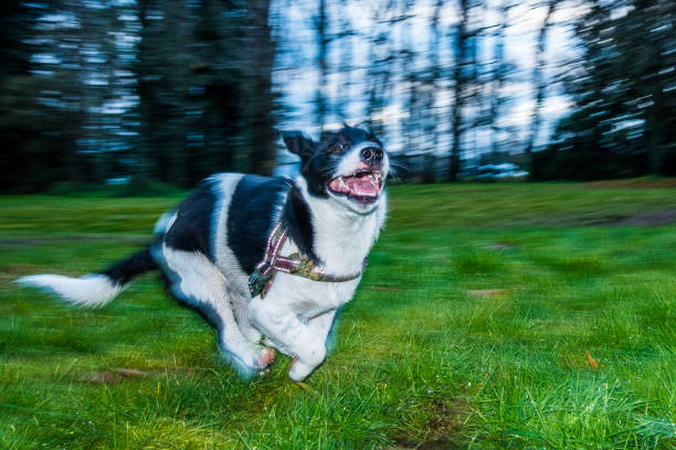 A cross between a Border Collie and Jack Russell, this bread is very courageous and affectionate. This puppy is young but will grow into a small size high energy companion dog.