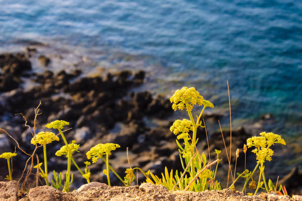 istock yellow flowers on the beach rocks on Crete 1159934932