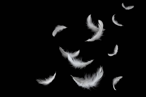 istock Solf white feathers falling down in the air. Isolated on black background. 1159935047