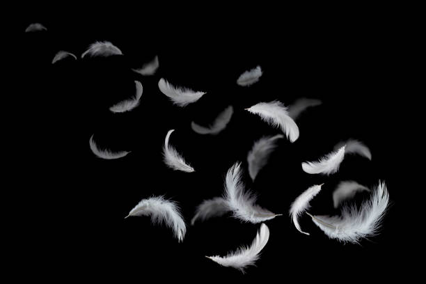 istock White feathers floating in the dark 1159935081