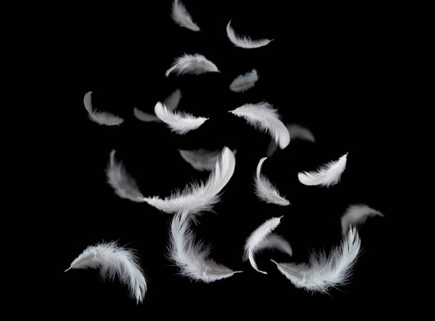 istock Solf white feathers falling down in the air. Isolated on black background. 1159935085