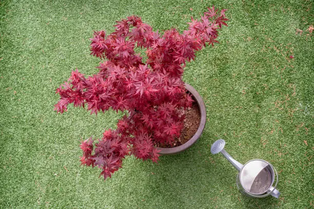 Japanese maple - Acer palmatum - tree and water can on a synthetic grass terrace top view