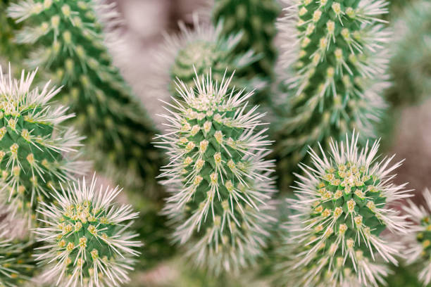 istock Natural green cactus background and backdrop for design, tropical pattern 1159939458