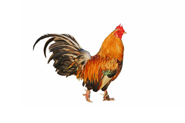 istock Colorful asian male rooster 1159941758