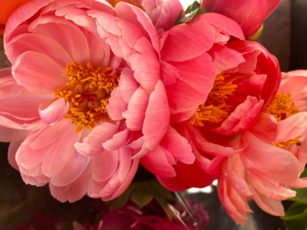 Coral Peony Bouquet