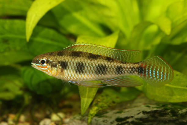 Checkerboard Cichlid Dicrossus maculatus aquarium fish dwarf cichlid Checkerboard Cichlid Dicrossus maculatus aquarium fish dwarf cichlid blue ram fish stock pictures, royalty-free photos & images