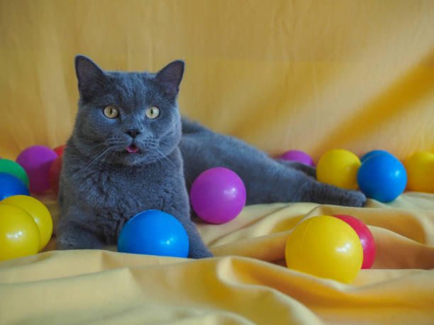 istock British Short Hair Cat with yellow background 1159945571