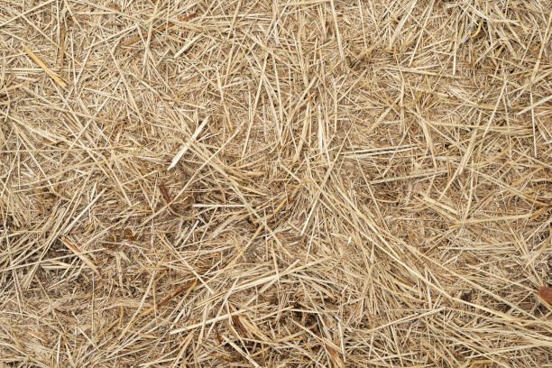 istock Macro texture of crushed dry grass,straw in the sun. 1159946412