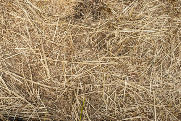 istock Macro texture of crushed dry grass,straw in the sun. 1159946413