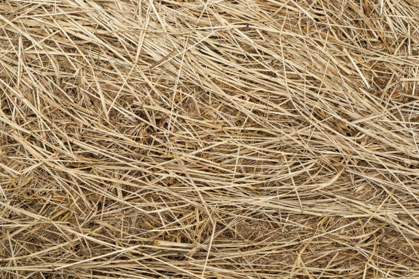 istock Macro texture of crushed dry grass,straw in the sun. 1159946415