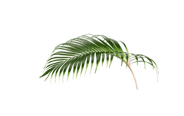 istock tropical green palm leaf tree isolated on white background 1159946632