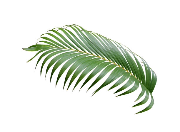 istock tropical green palm leaf tree isolated on white background 1159946635