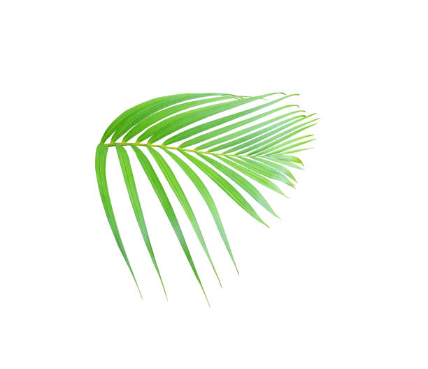 istock tropical green palm leaf tree isolated on white background 1159946638