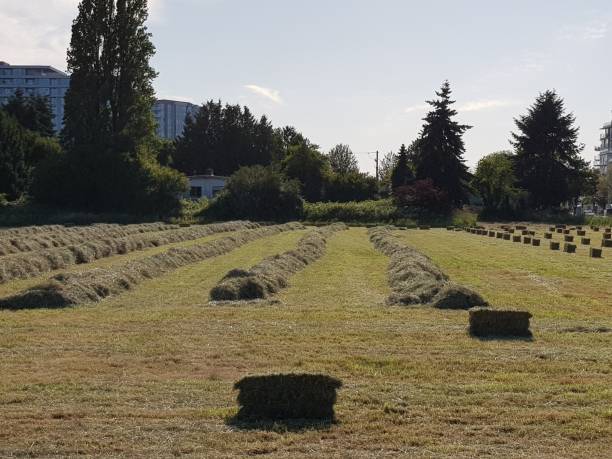 istock Richmond BC. Newly baled grass. Hay on the field 1159947314