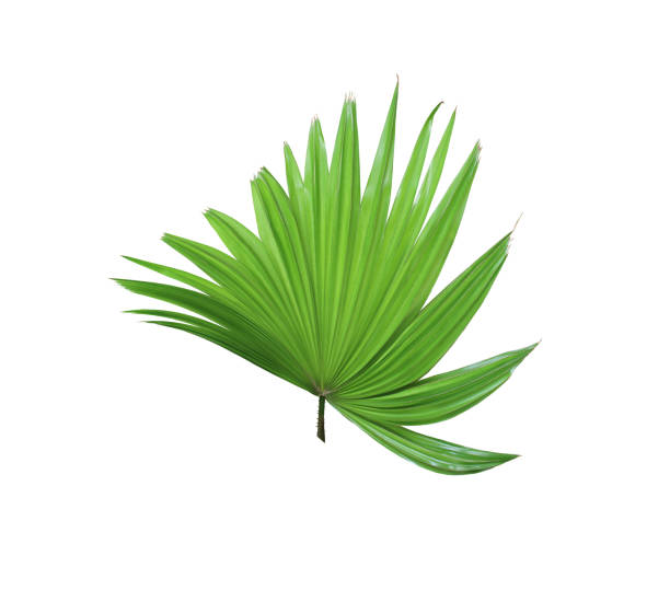 istock tropical green chinese windmill palm leaf tree isolated on white background 1159947315
