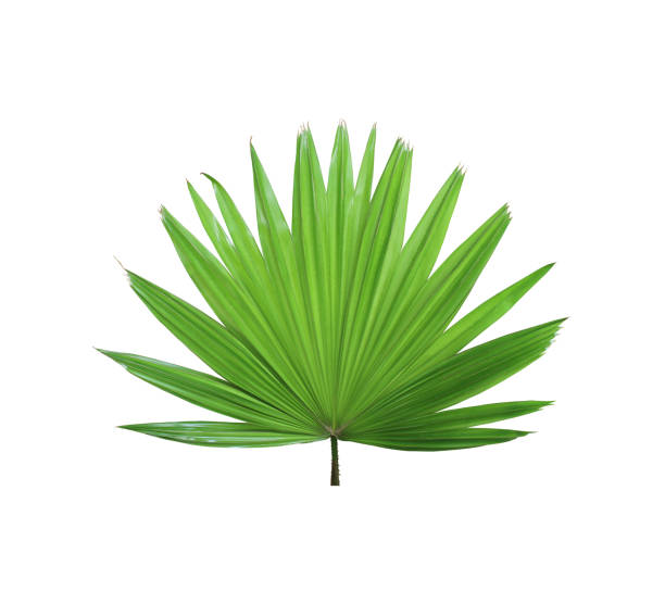 istock tropical green chinese windmill palm leaf tree isolated on white background 1159947316