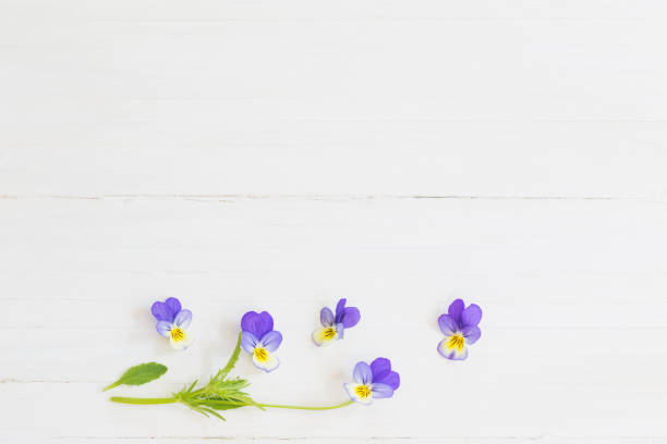istock viola flowers on wooden background 1159947337