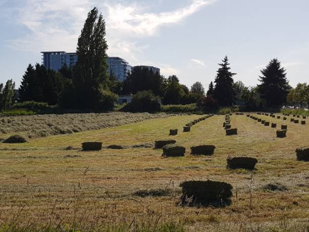 istock Richmond BC. Newly baled grass. Hay on the field 1159947343