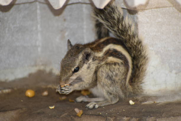 istock Cute adorable baby gray squirrel eating corn on the ground 1159947790
