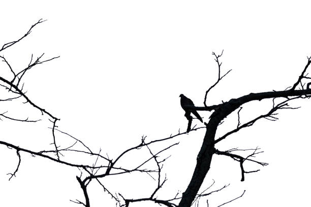 istock Silhouette of bird perched on tree branches isolated on white background with clipping path 1159947794
