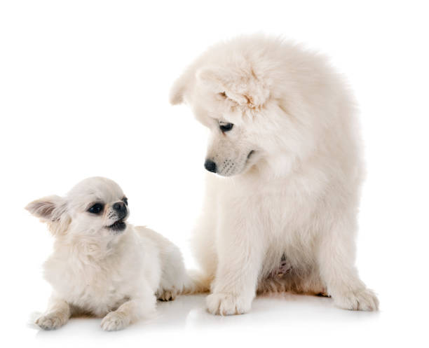 istock puppy samoyed dog and chihuahua 1159947826