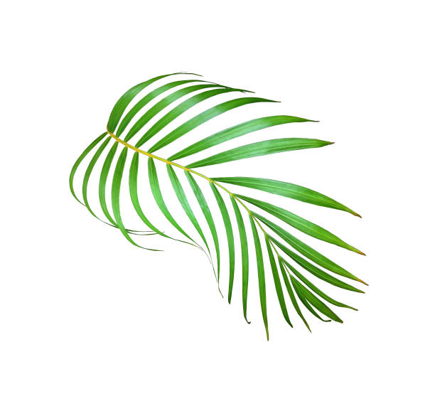 istock green palm leaf isolated on white for summer background 1159947917