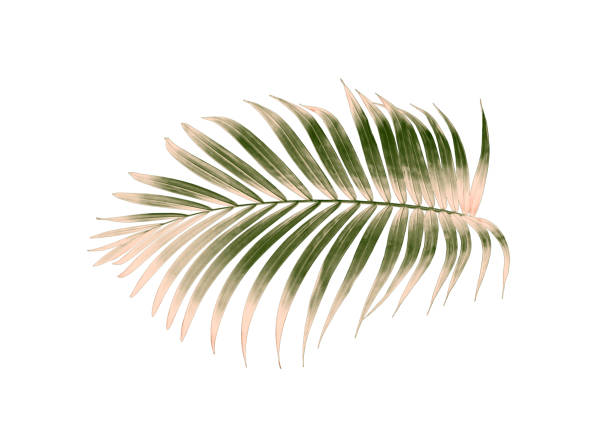 istock green palm leaf isolated on white for summer background 1159947924
