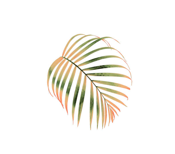 istock green palm leaf isolated on white for summer background 1159947930