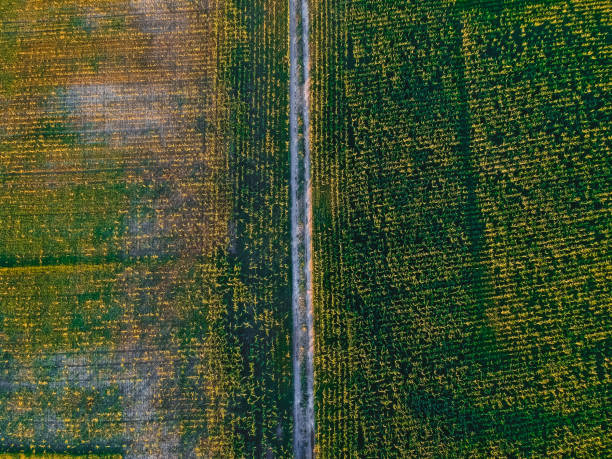 istock Road in the corn field with height 1159948827