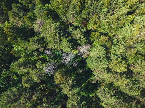 istock Green mixed forest with the height of the quadcopter 1159948828