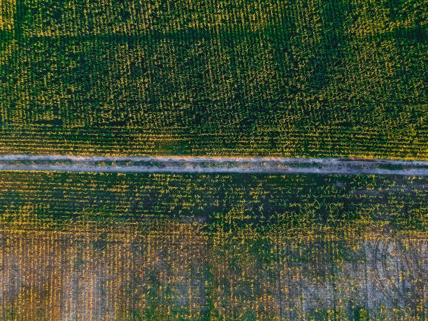 istock Road in the corn field with height 1159948840
