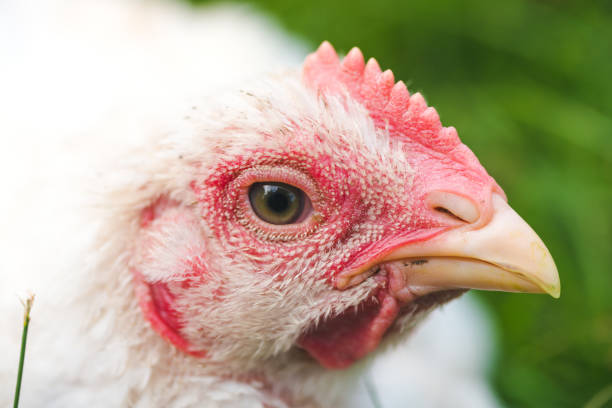 istock Chicken is sleeping on the truck 1159948953