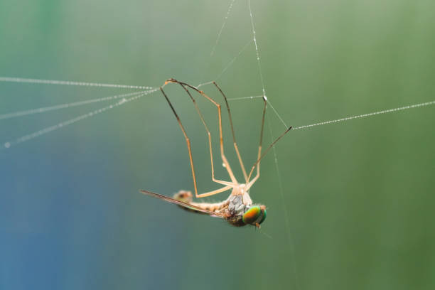 istock Macro photo of a fly entangled in a web 1159949061