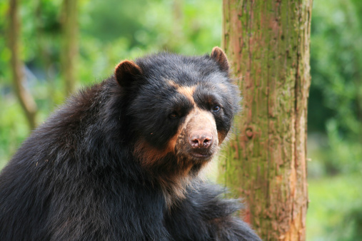 Spectacled Bear room on the right for text.