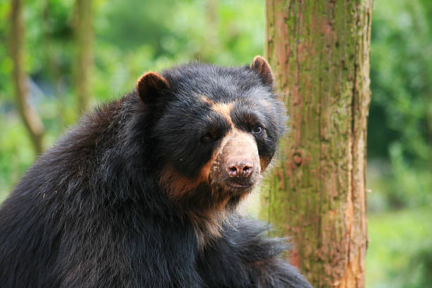 Andean Bear stock photo