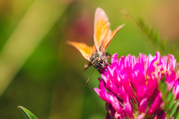 istock Orange butterfly on a pink flower in summer 1159949113