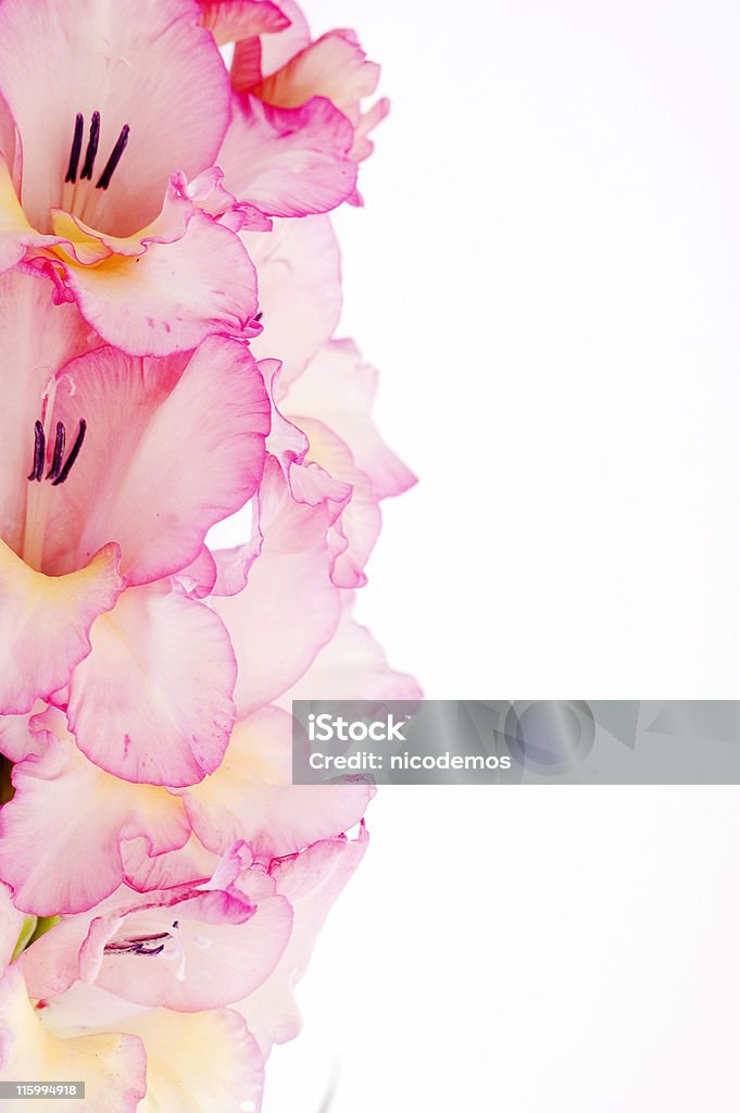 Telaio con Rosa Gladiolo - Foto stock royalty-free di Fiore