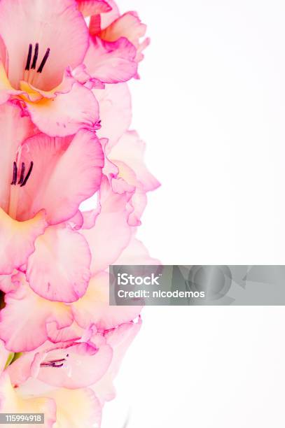 Telaio Con Rosa Gladiolo - Fotografie stock e altre immagini di Fiore - Fiore, Incorniciatura, Gladiolo