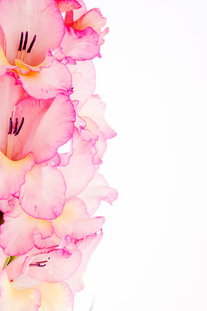 frame com rosa gladíolo - gladiolus single flower flower tropical climate imagens e fotografias de stock